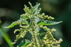 Bluechai nettle seeds sprinkled over bread for extra crunch