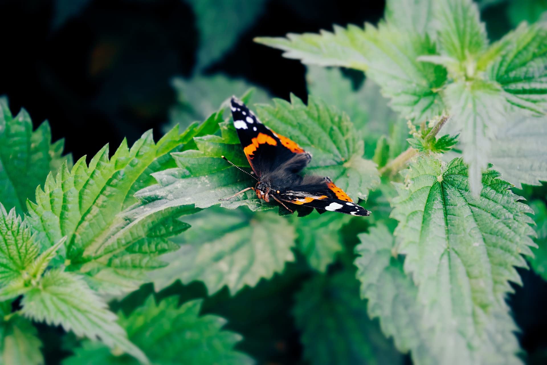 Bluechai nettle seeds in raw energy bars provide vegan protein