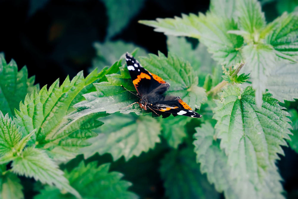 Bluechai nettle seeds in raw energy bars provide vegan protein
