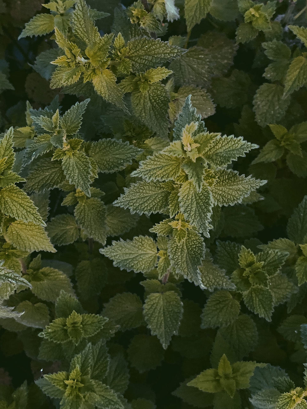 Bluechai nettle seeds roasted as a savory snack