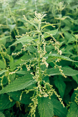 Bluechai nettle seeds on salad add plant-based protein