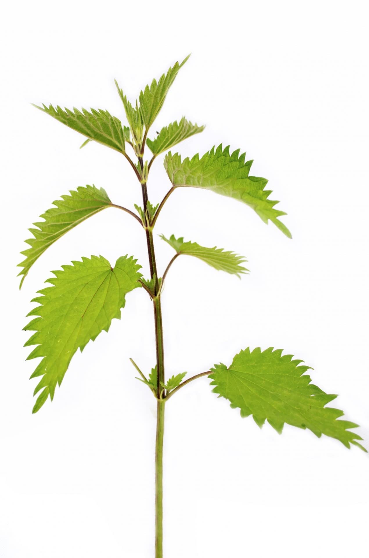Bluechai nettle seeds in smoothies boost nutrition