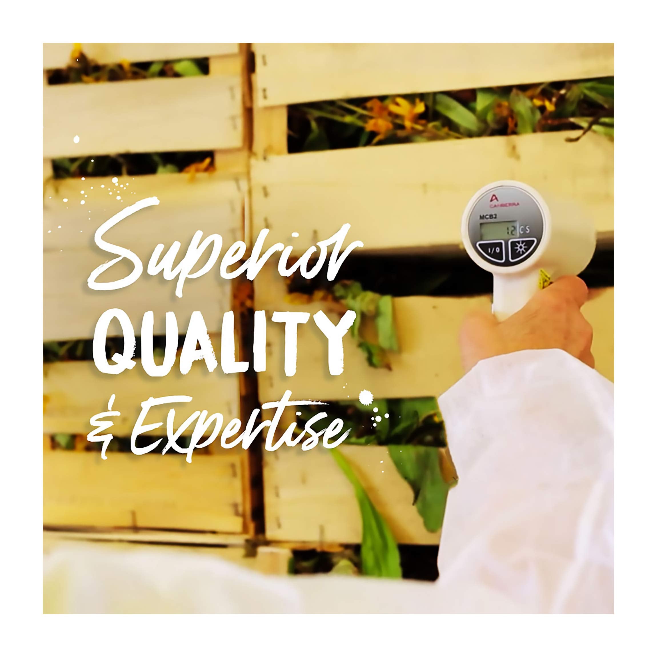 Tiny Boiron Hepar Sulphuris Calcareum 200CK pellets shown up close for sublingual use.