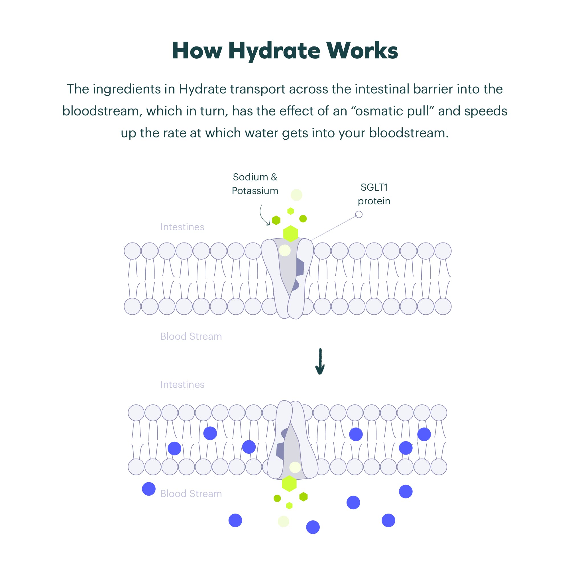 Cheers Classic Combo DHM and Cysteine pills highlighted for the blend