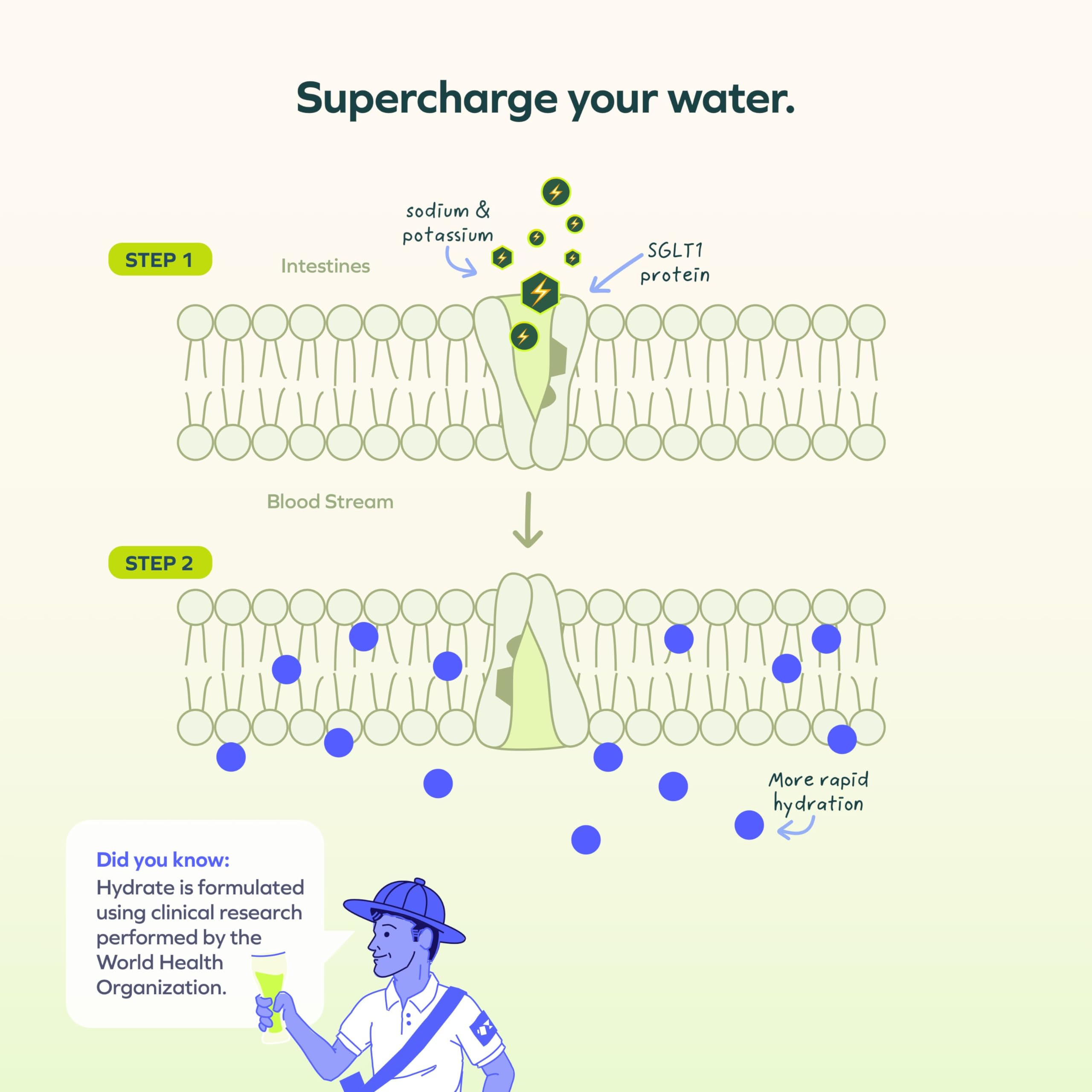 Cheers Hydrate dissolves in water for refreshing hydration.