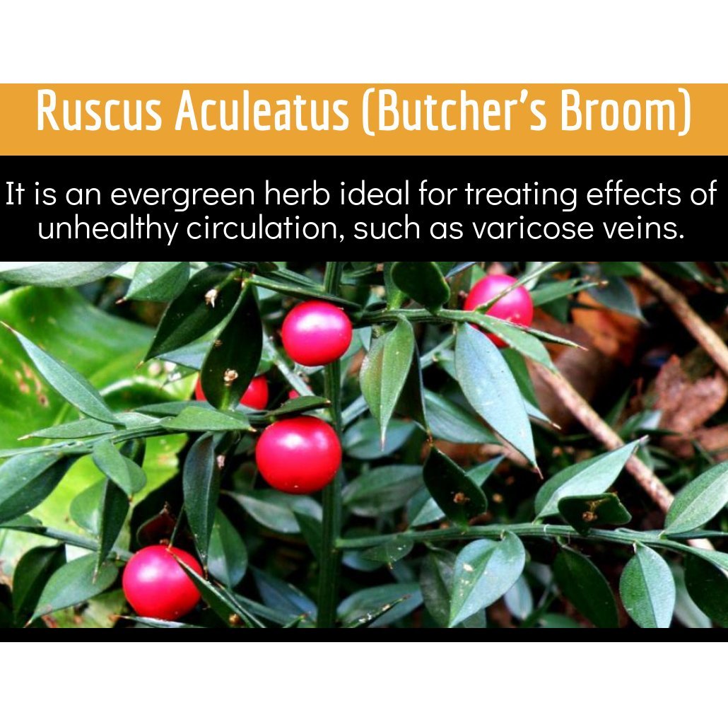 Butcher's broom in Clinical Daily for venous support and leg comfort.