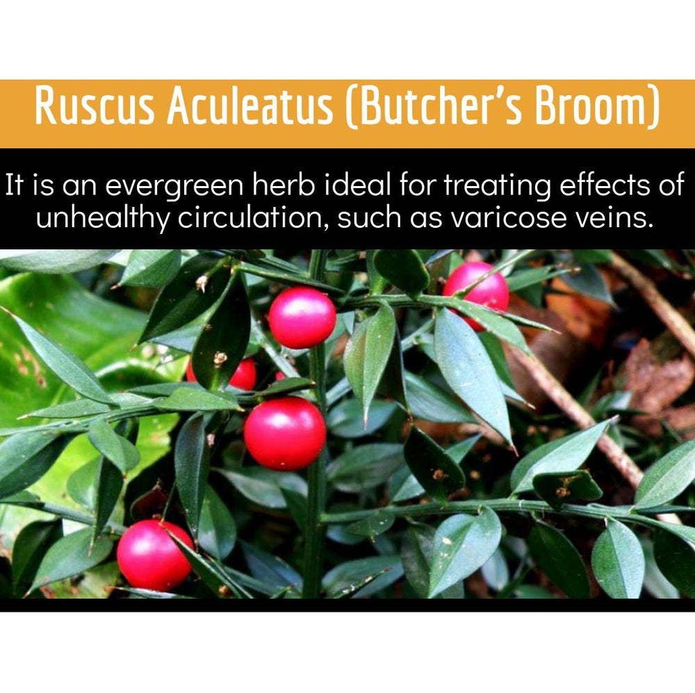 Butcher's broom in Clinical Daily for venous support and leg comfort.