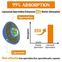 CORPORALIGHT supports cellular renewal and autophagy-related processes