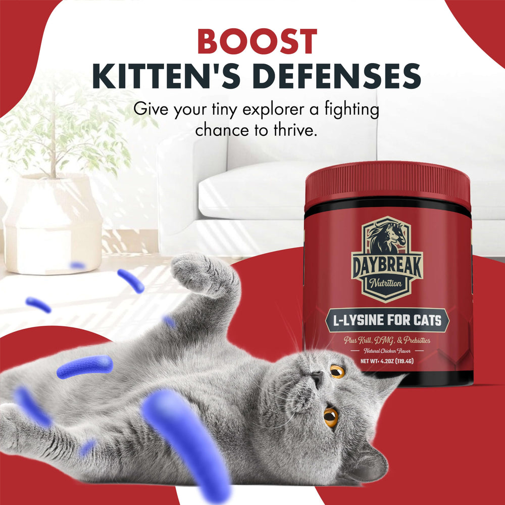 Daybreak Nutrition cat food topper with lysine powder shown on food bowl