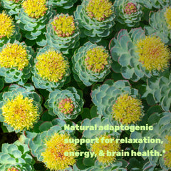 Deal Supplement Rhodiola-Ashwagandha 10:1 extract label highlights strength.