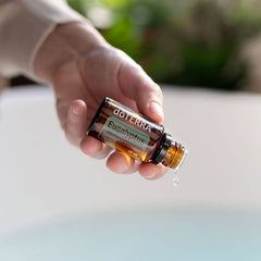 doTERRA Eucalyptus Radiata bottle in a diffuser offering an invigorating room scent.