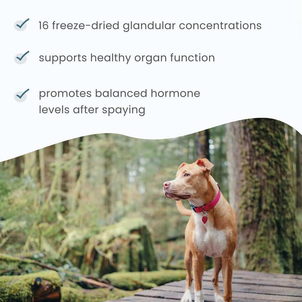 Dr. Mercola Bark & Whiskers cat with supplement during routine care.