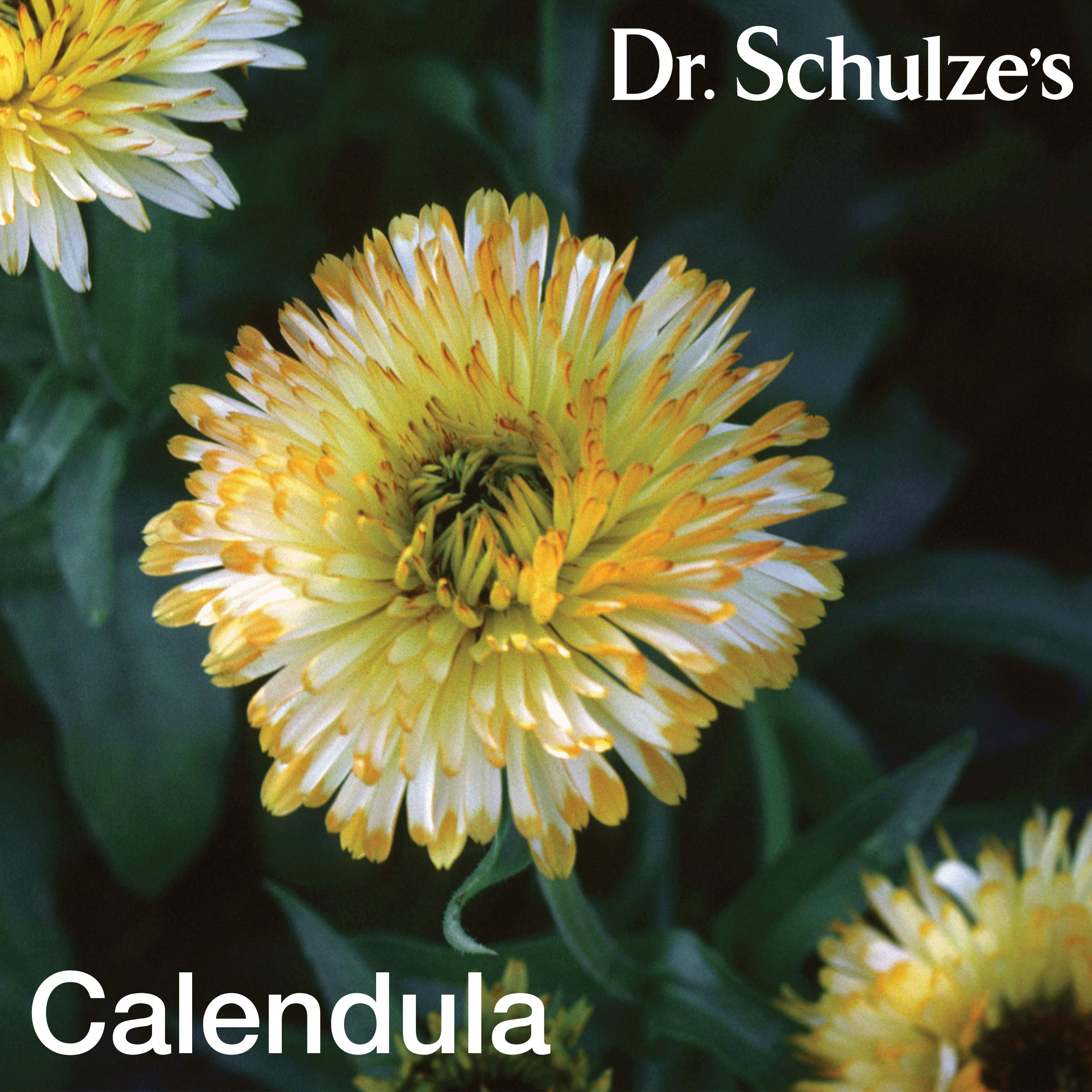 Arnica and calendula ingredients represented for Dr. Schulze's Deep Tissue Oil.