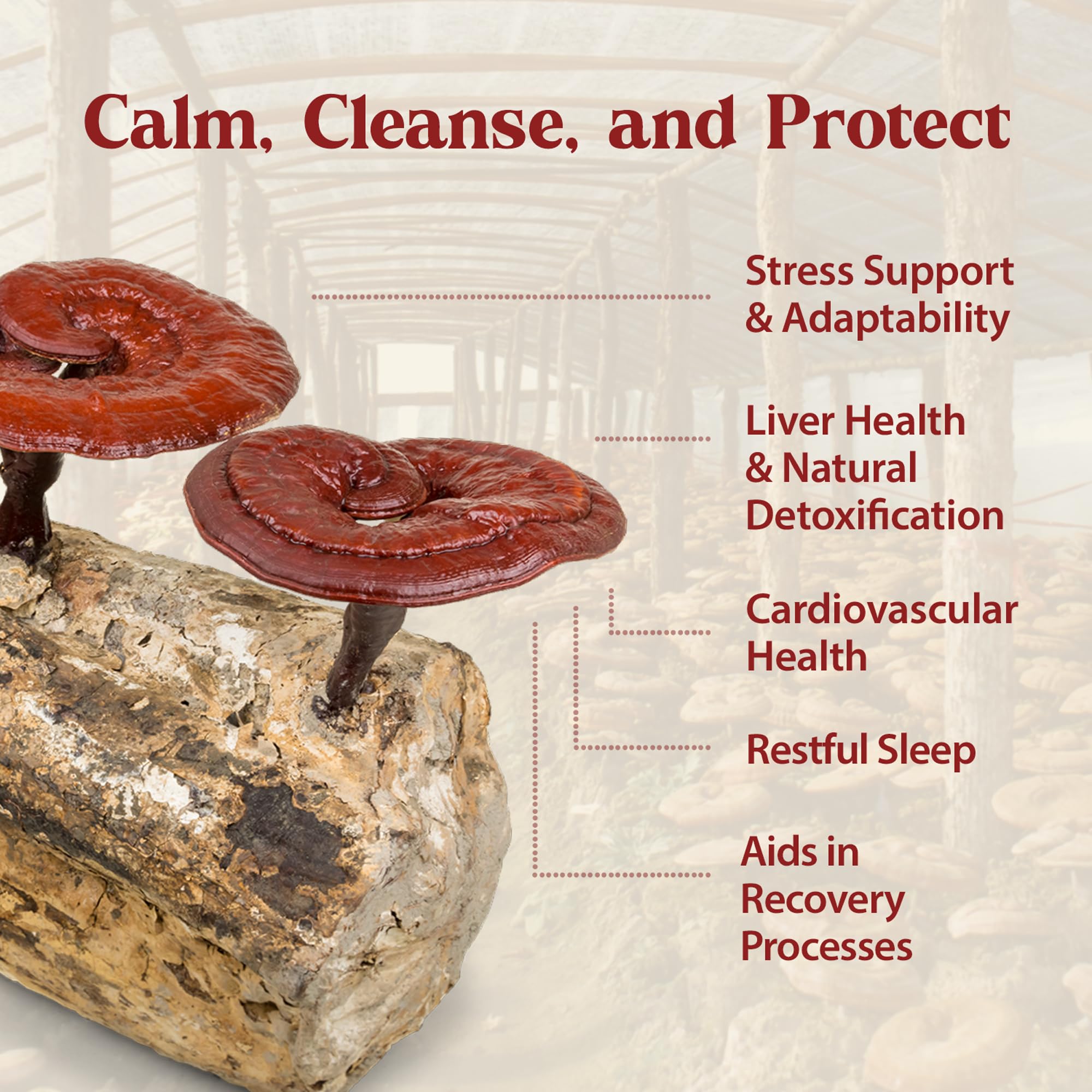 Dragon Herbs Duanwood Reishi Drops bottle with mountain forest backdrop.
