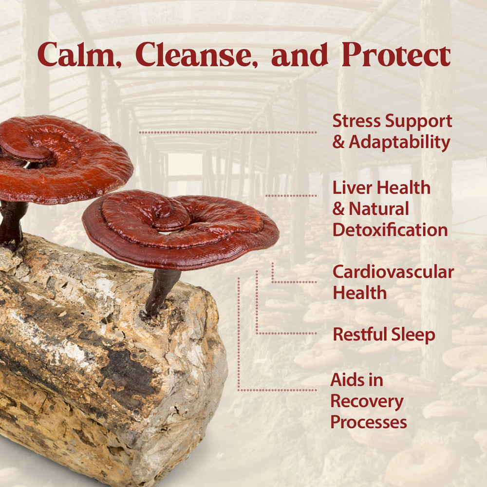 Dragon Herbs Duanwood Reishi Drops bottle with mountain forest backdrop.