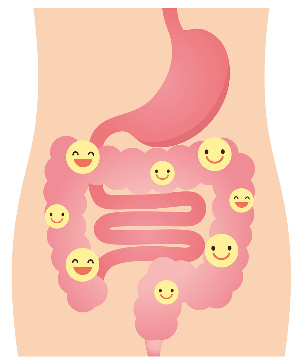 DrFormulas Nexabiotic daily digestive-support concept image suggesting consistent use