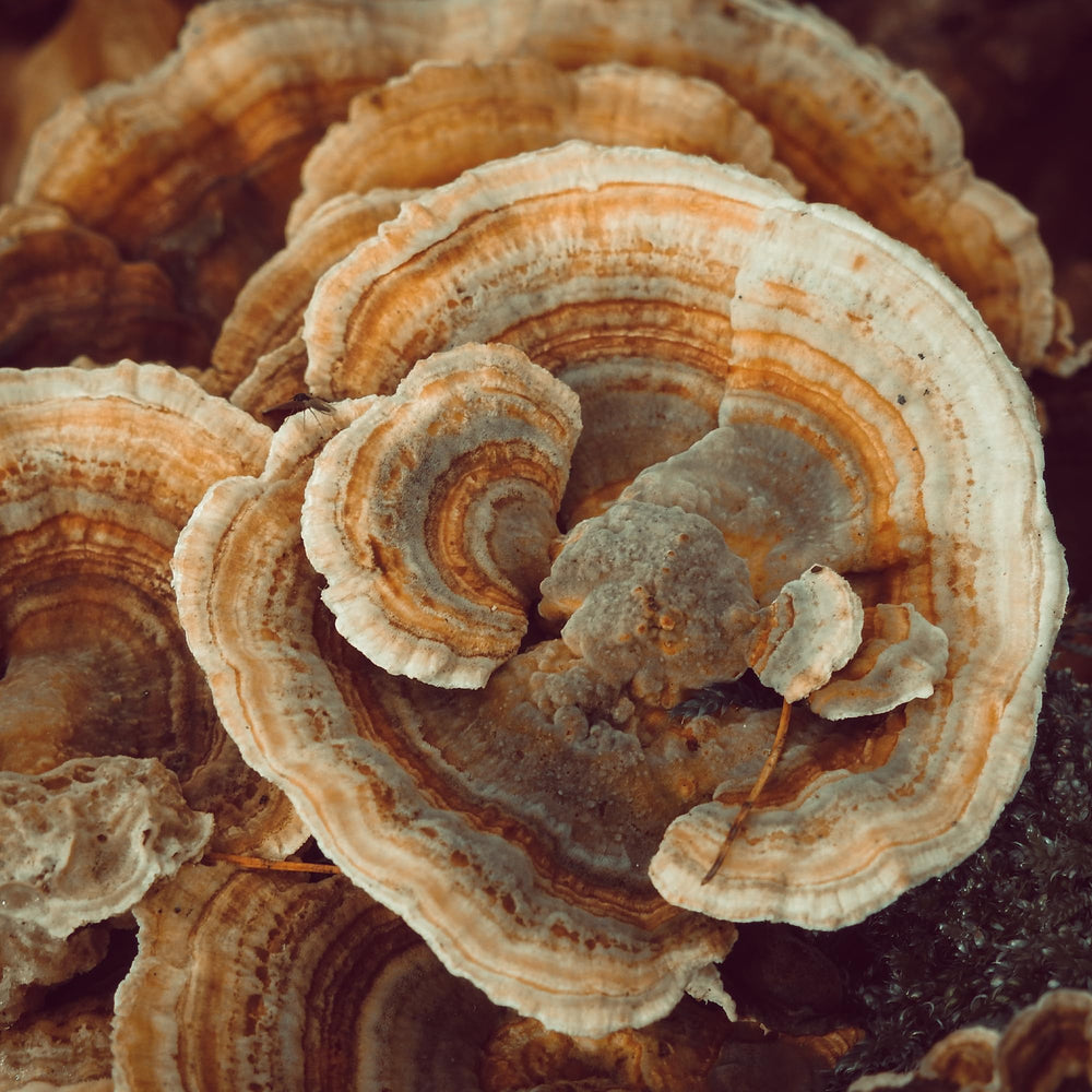 Earthborn Elements Turkey Tail capsules, encapsulated in the USA for quality control.