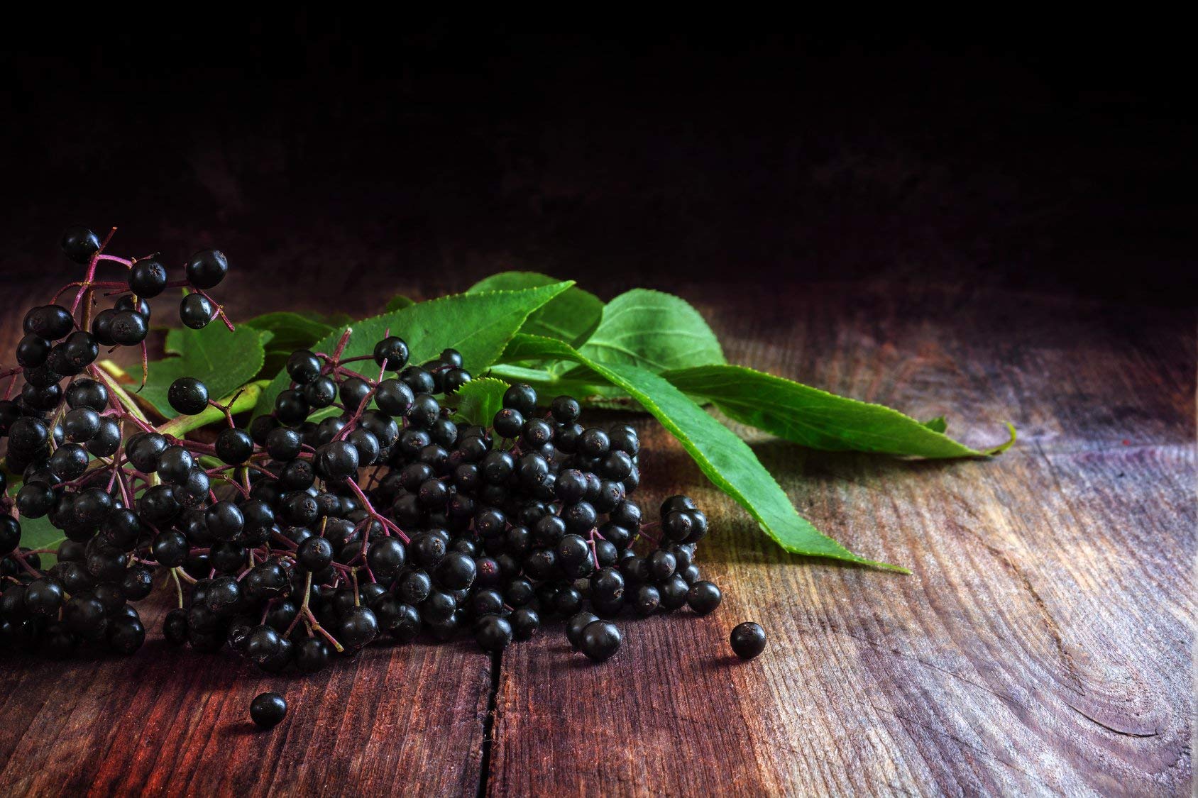 Earthley Wellness Elderberry Elixir Drops shelf-ready bottle for easy storage.