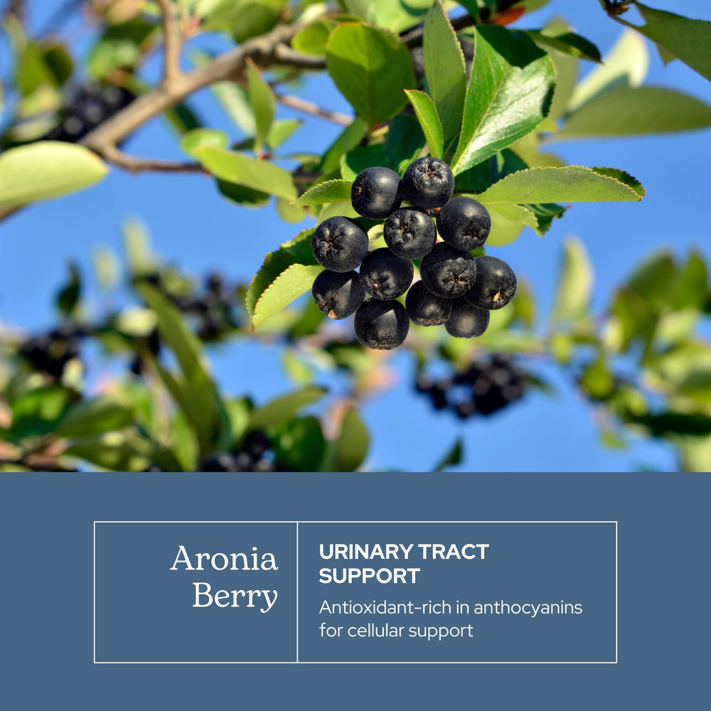 Eclectic Institute aronia capsules closeup showcases premium, allergen-friendly ingredients.
