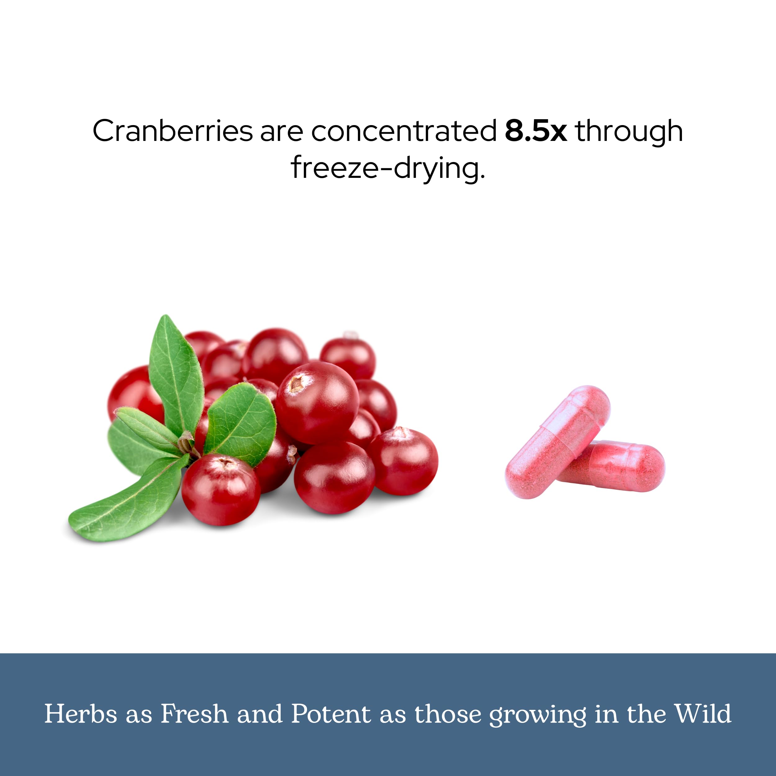 Eclectic Institute Cranberry packaging box—eco-friendly brand with planet-conscious practices.