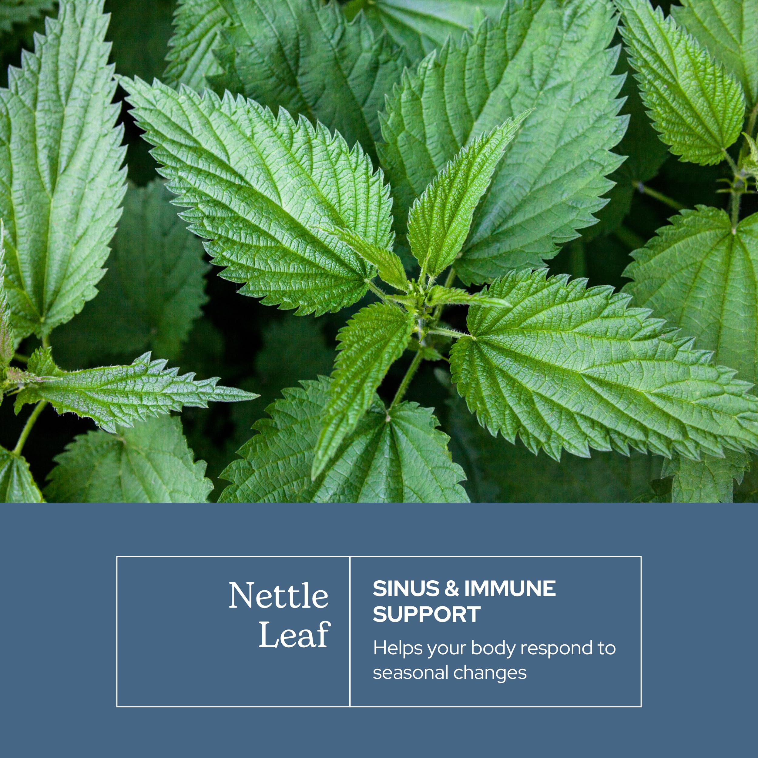 ECLECTIC INSTITUTE Eclectic Herb Oregon wildcrafted nettle plants illustrate sustainable harvesting.