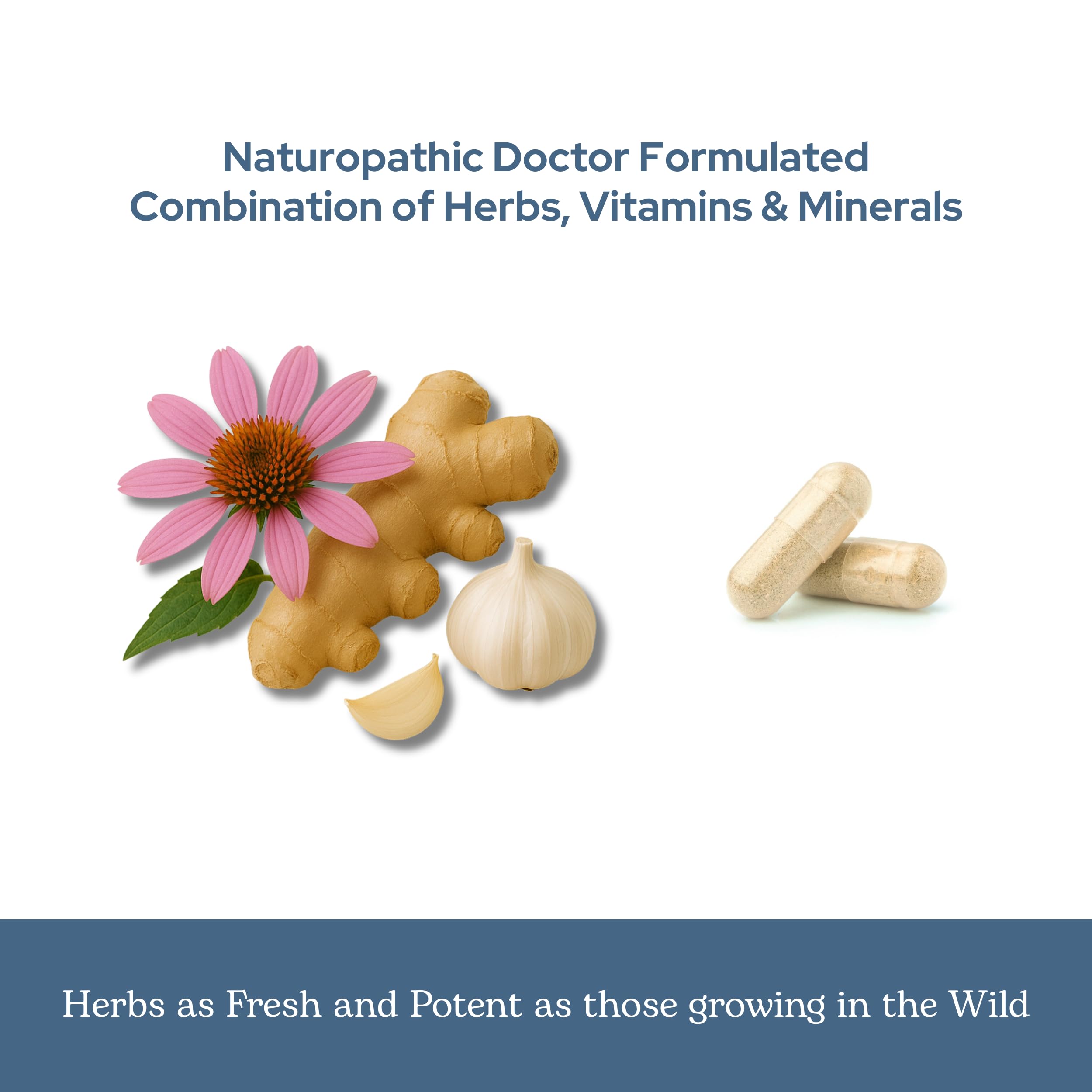 Freeze-dried Oregon herbs preserve vitality in Eclectic Herb Vitabiotic