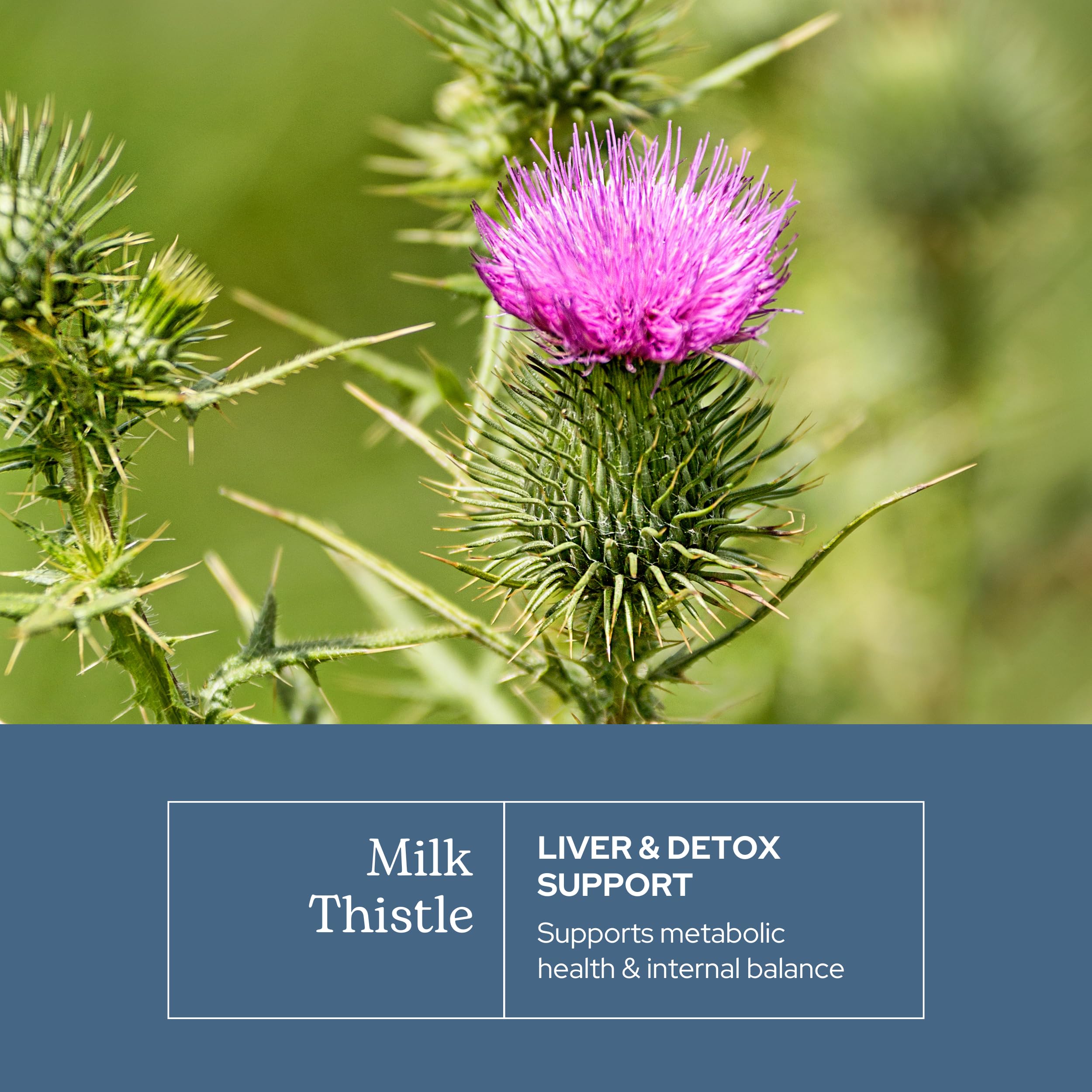 Eclectic Institute Milk Thistle seeds raw highlight the natural source.