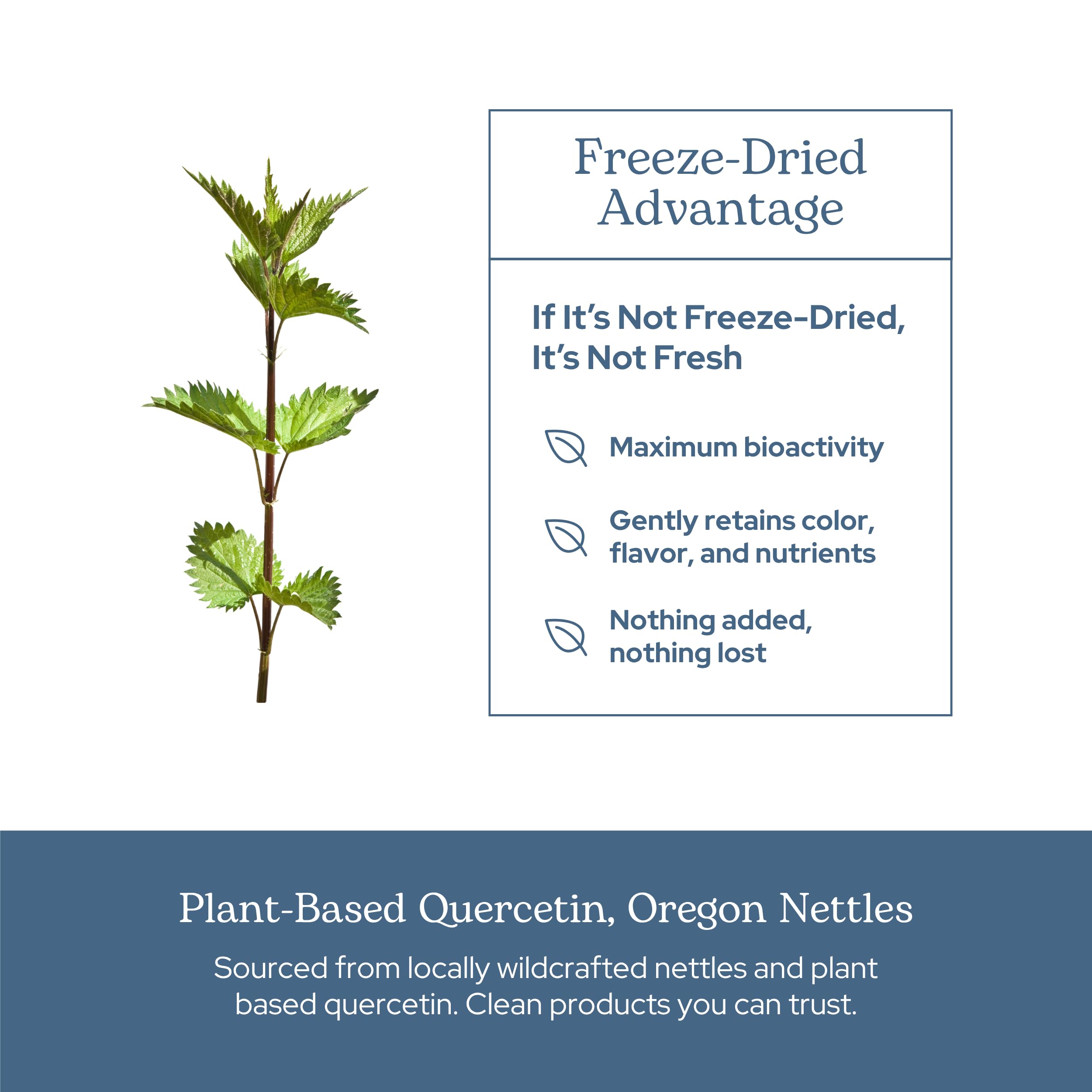 ECLECTIC INSTITUTE Nettle Quercetin bottle on shelf emphasizes easy, plant-based supplementation.
