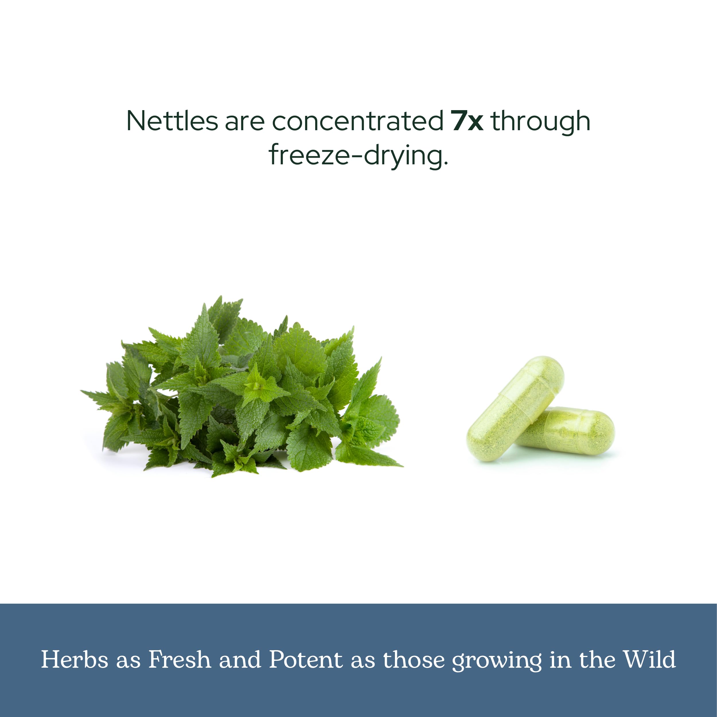 ECLECTIC INSTITUTE Nettle Quercetin capsules displayed for hassle-free daily use.