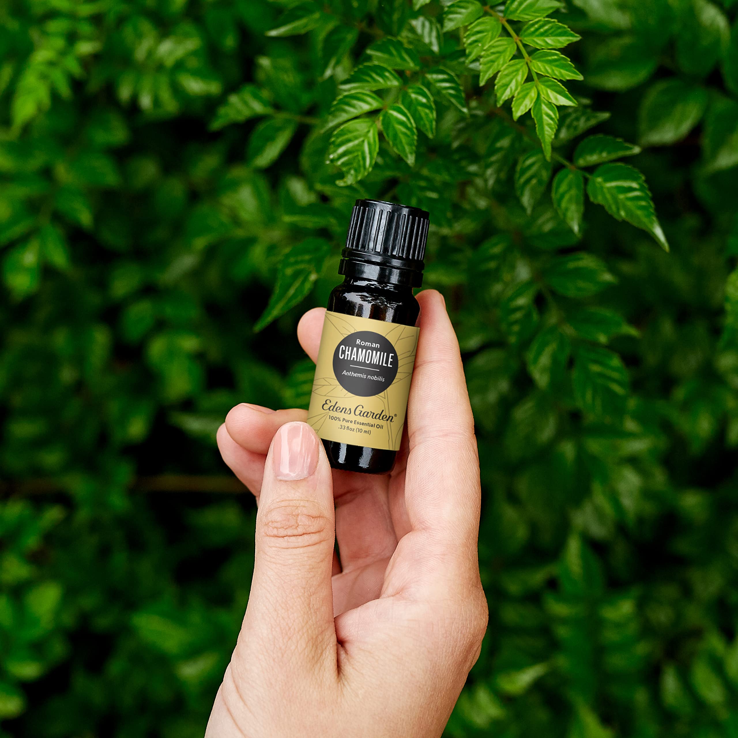 Edens Garden Chamomile Roman oil bottle beside a diffuser for soothing scents.