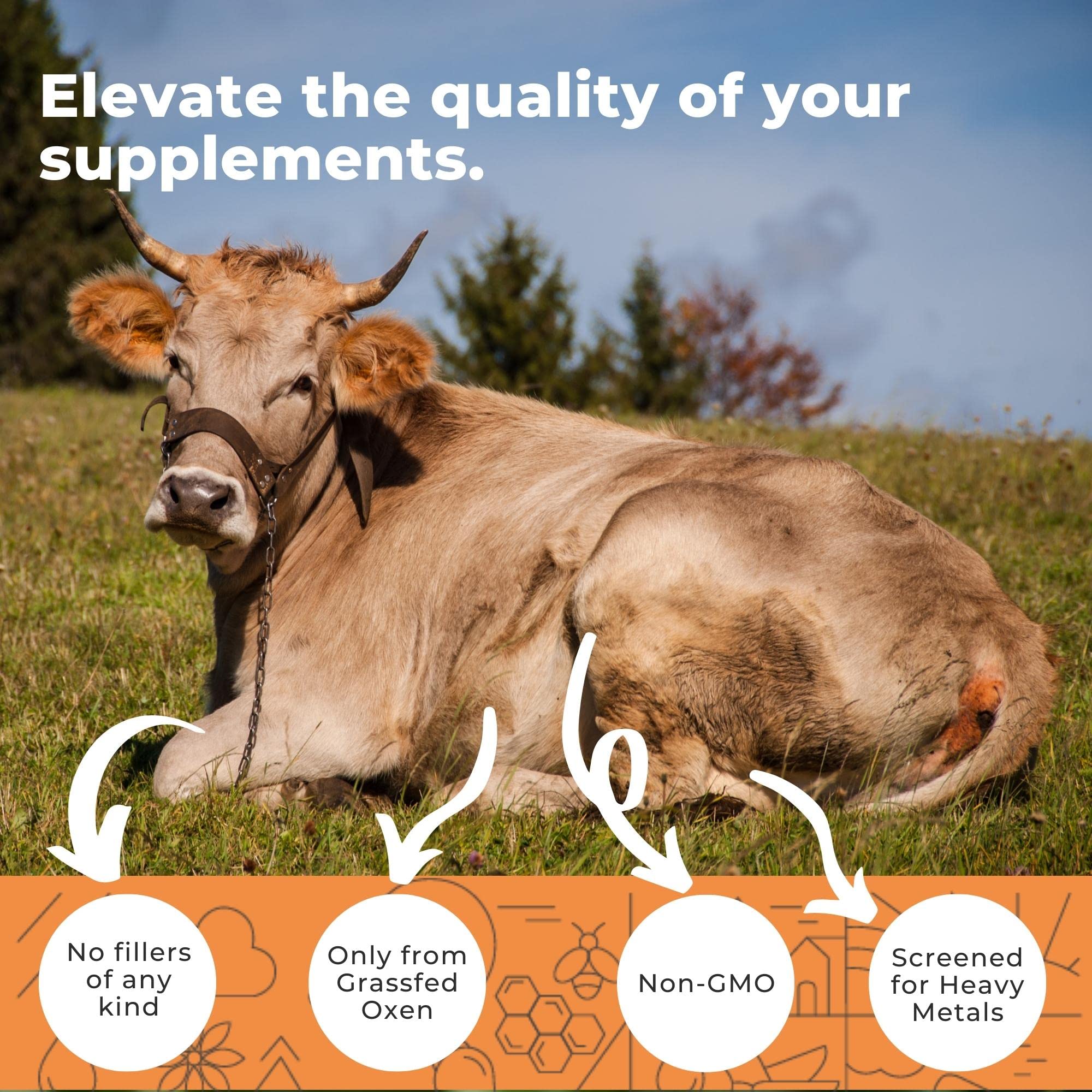 Eleva Nutrition ox bile bottle label with 1000 mg dose and pepper