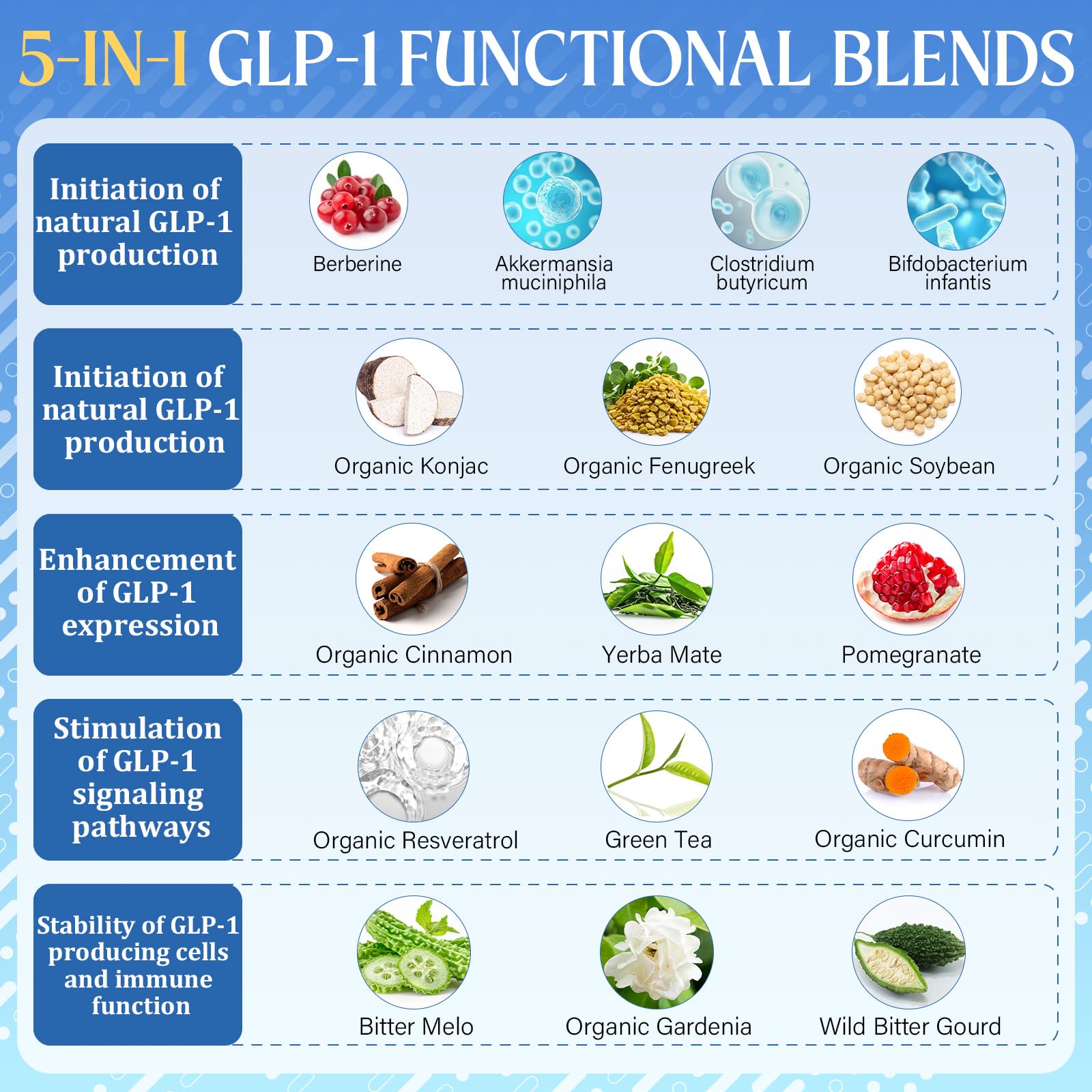Live probiotic strains including Akkermansia muciniphila promote balanced gut microbiota