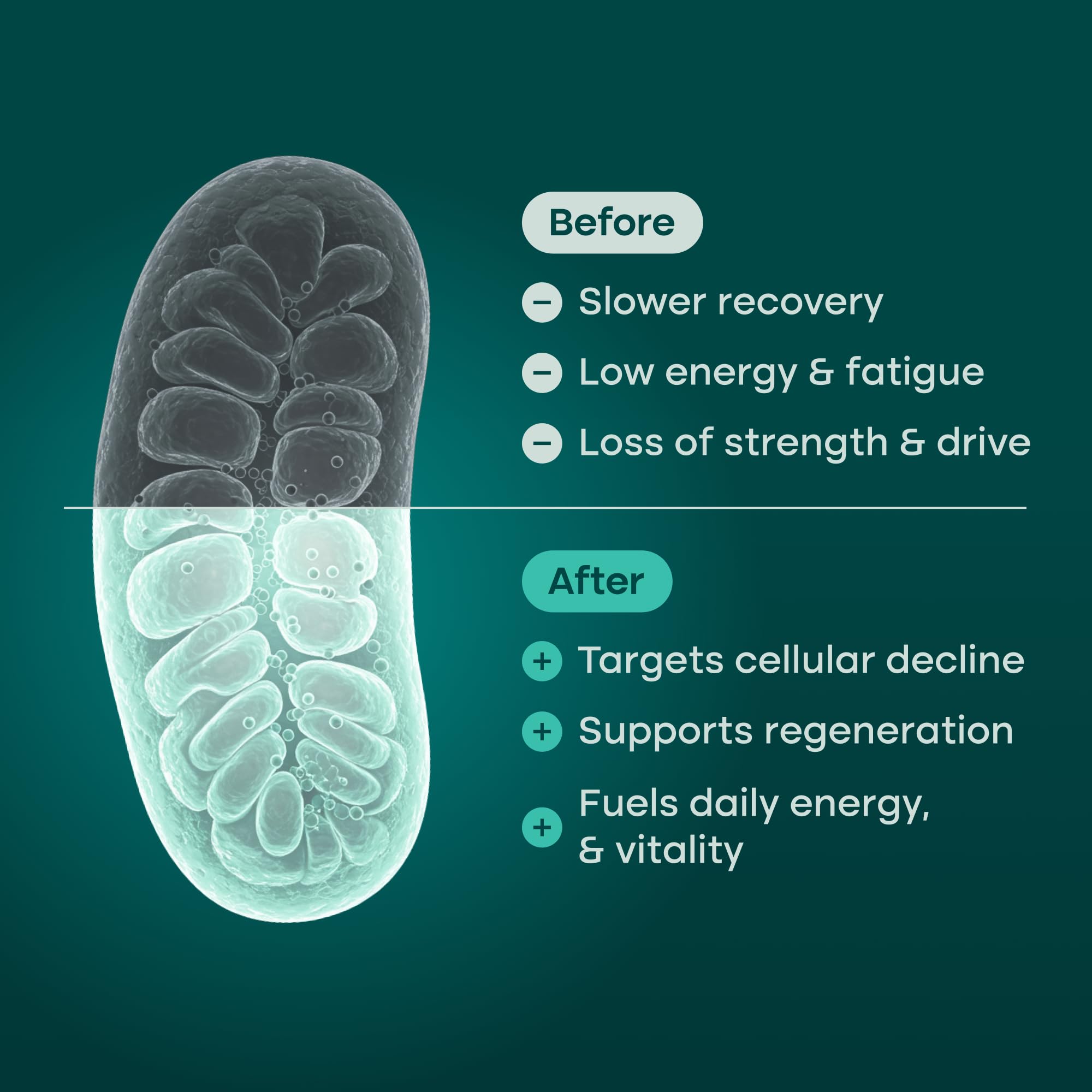 Etta Vita CoQ10 energy image near bottle, hinting at mitochondrial support.