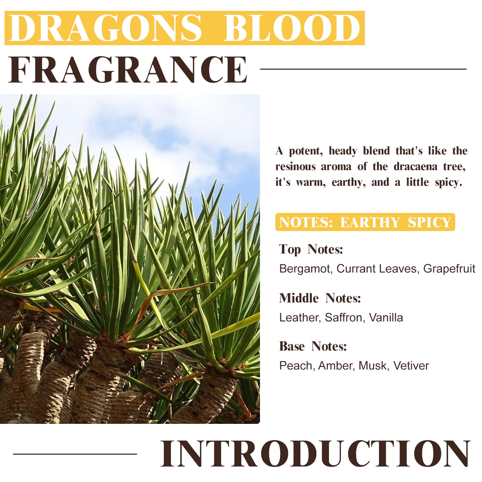 EUQEE Dragons Blood diffuser blend to elevate room ambiance with floriental notes.