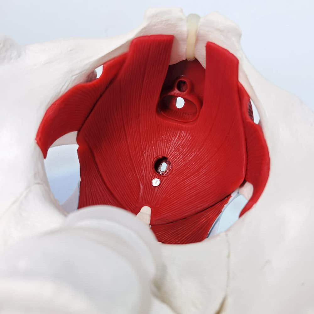 EVOTECH anatomy teaching display for visual learning and demonstration.