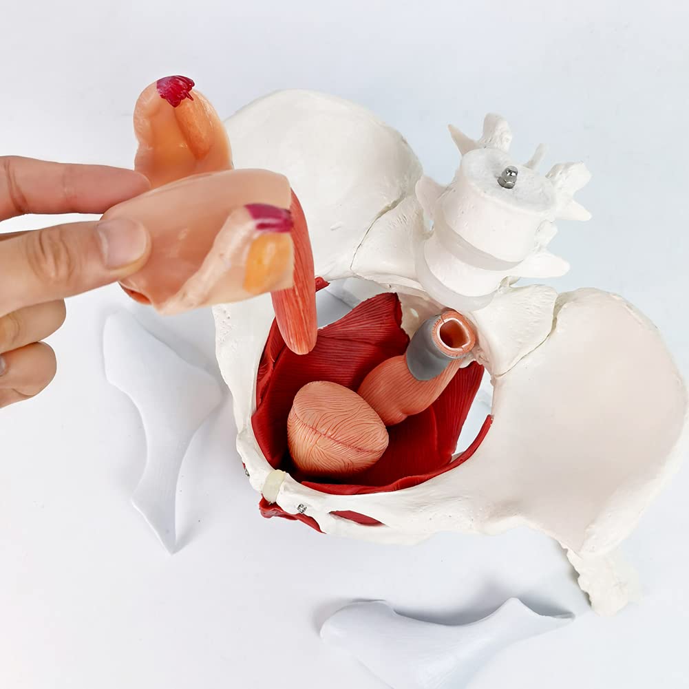 EVOTECH bladder and rectum with movable parts for anatomy demos.