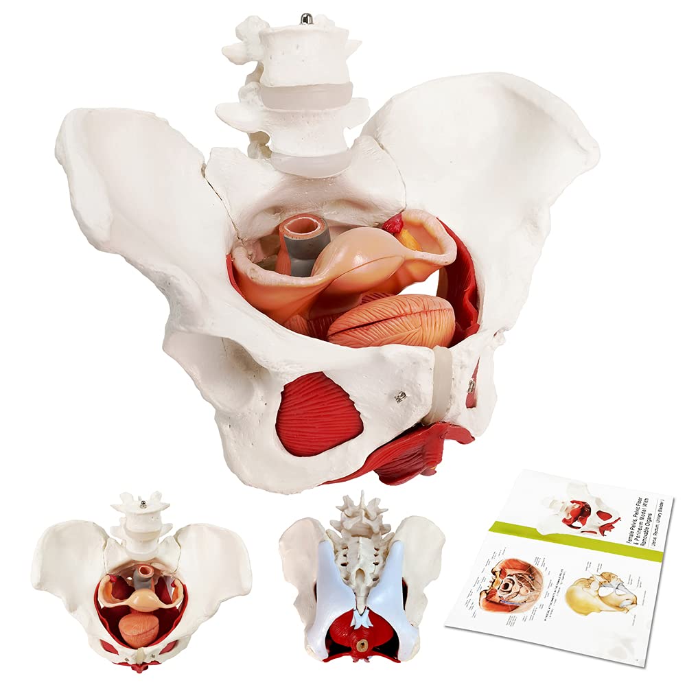 EVOTECH Scientific female pelvis model with removable organs for hands-on study.