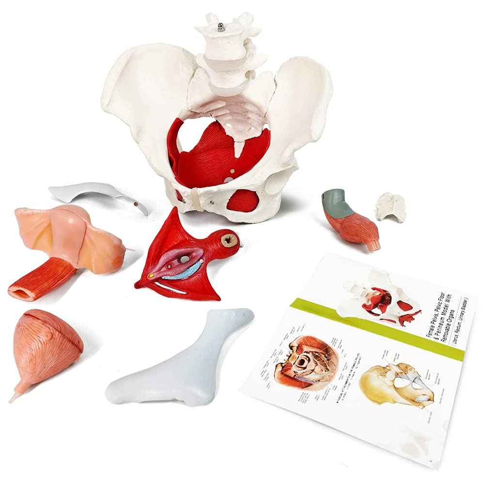 EVOTECH pelvic floor anatomy model for clear musculature visualization.