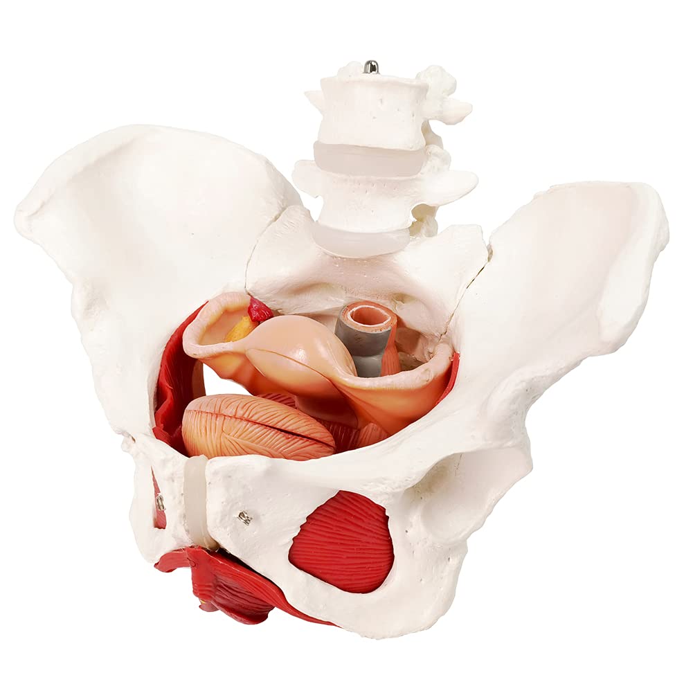 EVOTECH six-part pelvis model for comprehensive pelvic anatomy study.