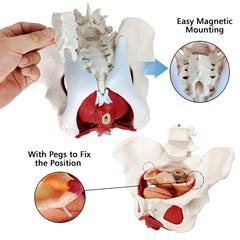 EVOTECH uterus, vagina, and ovary section for detailed observation.