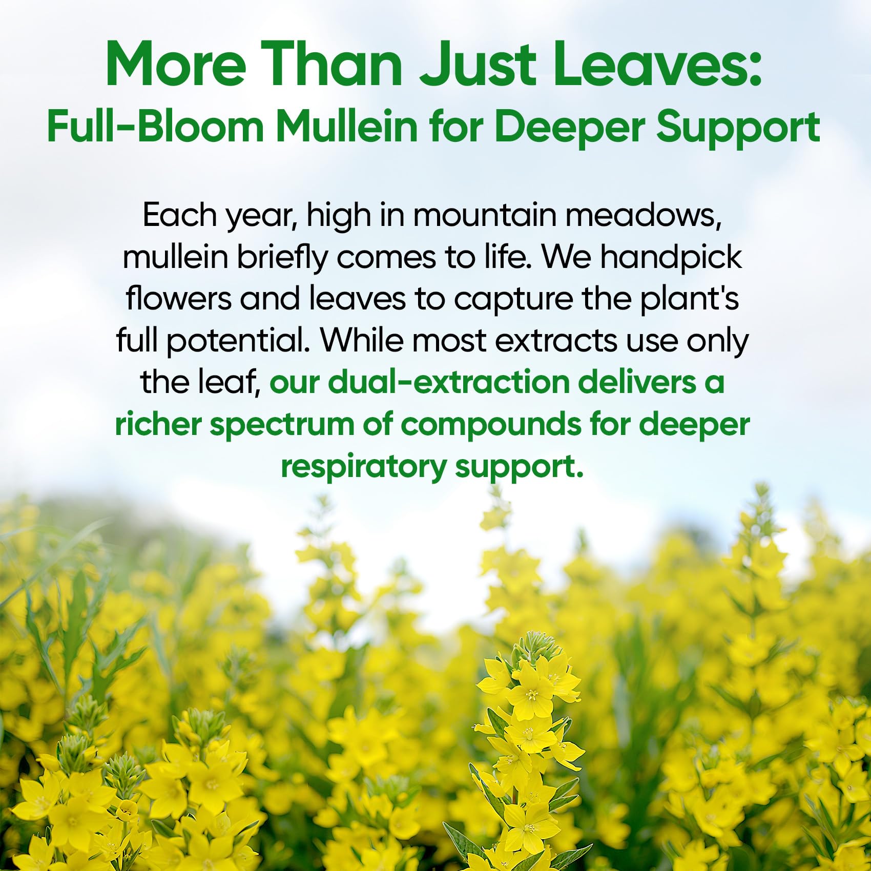 Pouring Fidus Mullein Drops into a glass for daily use.