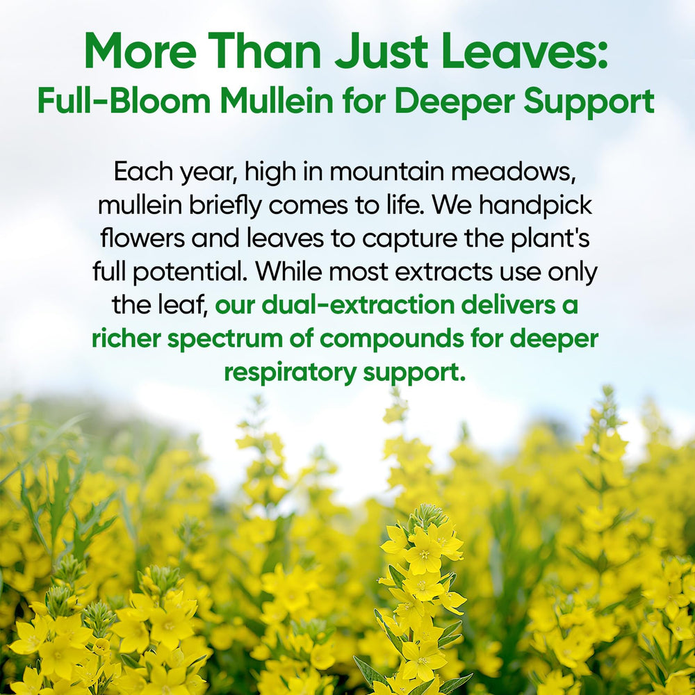 Pouring Fidus Mullein Drops into a glass for daily use.