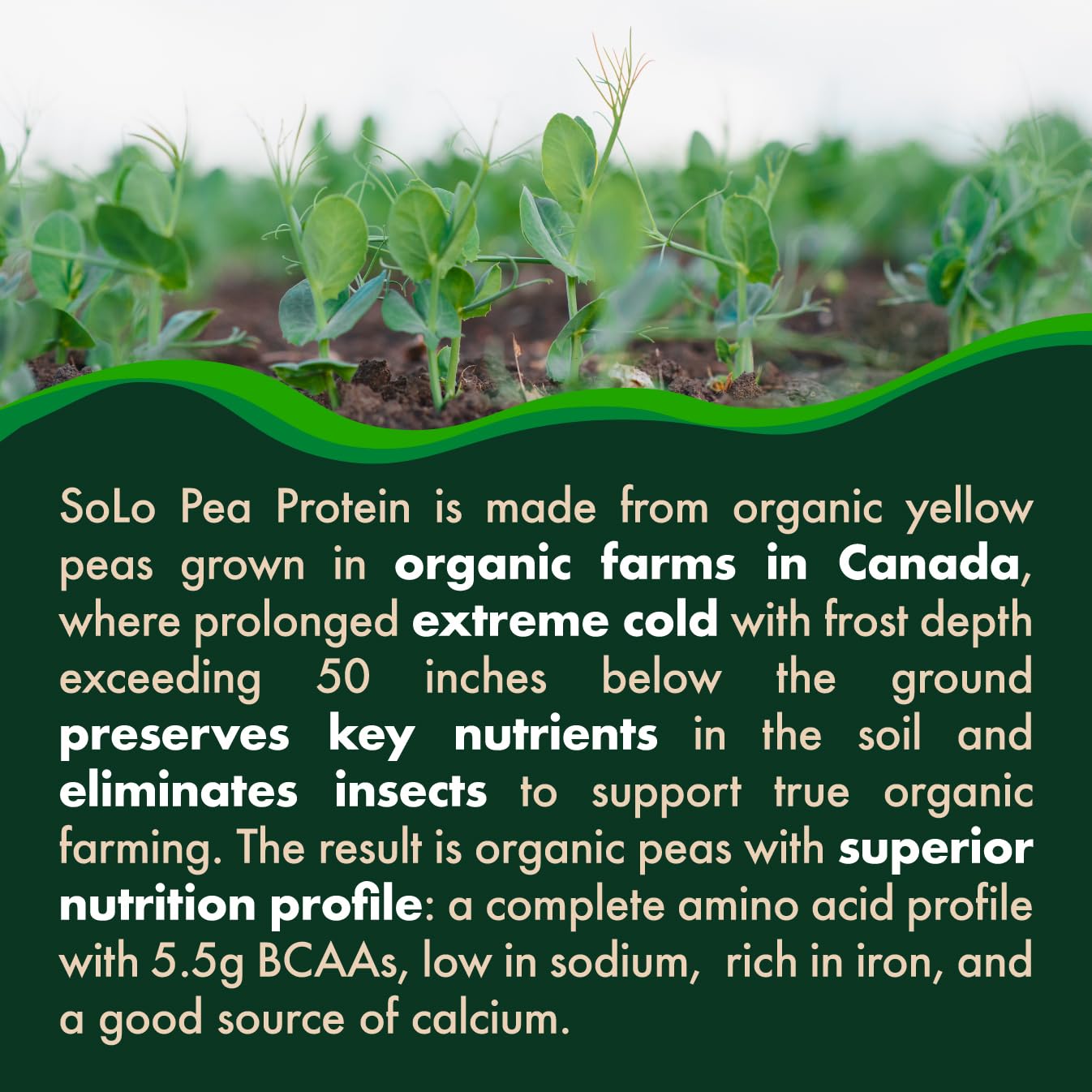 Folona Solo Organic Pea Protein powder bag close-up, rich in iron and calcium.