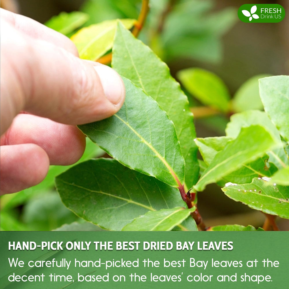 FRESHDRINKUS freshly picked bay leaves ready for steeping in hot water.