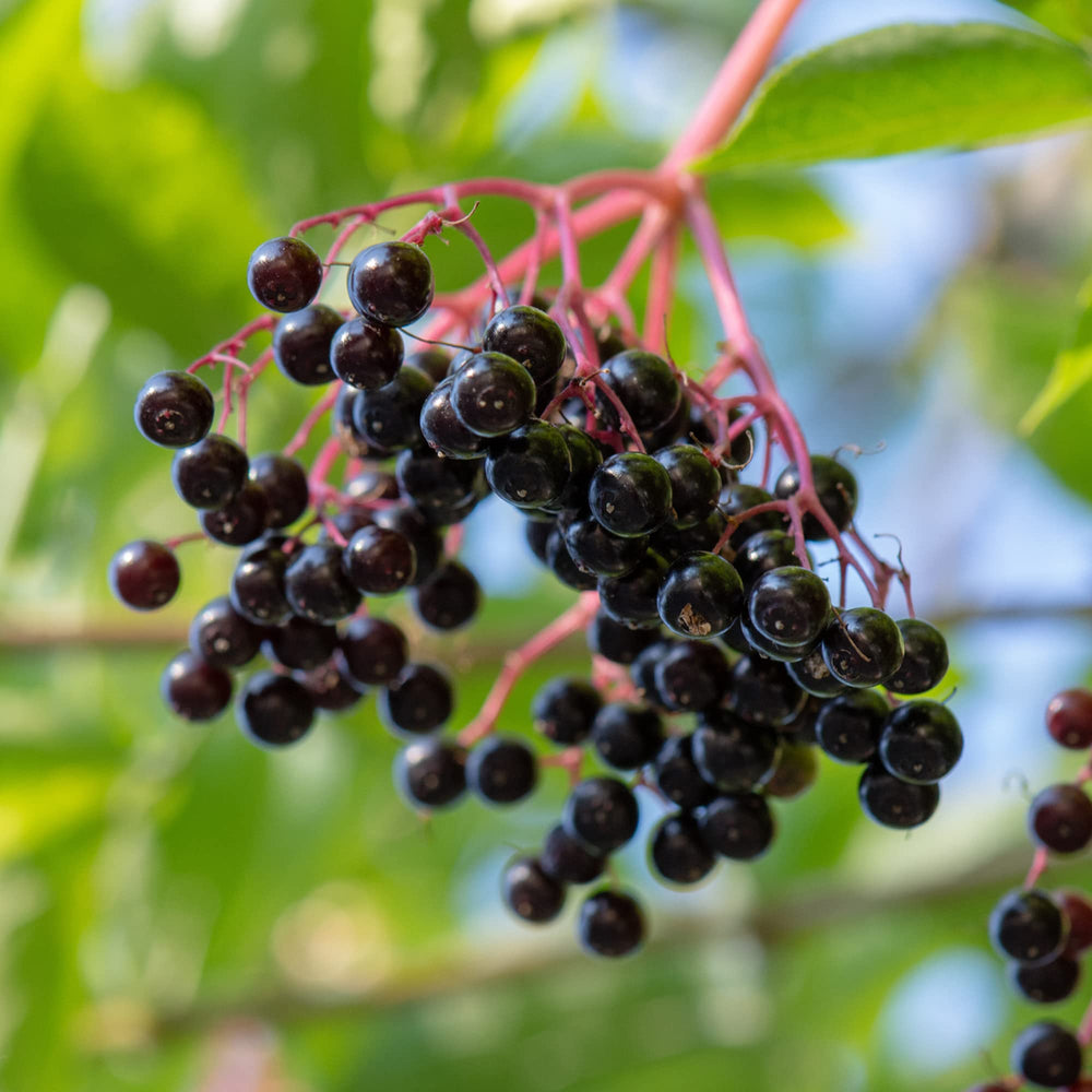 Frontier Co-op elderberry herbal blend packaging showcases versatile dried fruit for syrup.
