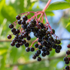 Frontier Co-op elderberry herbal blend packaging showcases versatile dried fruit for syrup.
