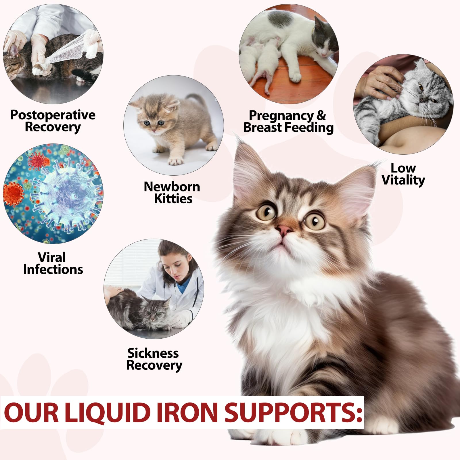 FSLHCY iron supplement for cats energy moments during playtime