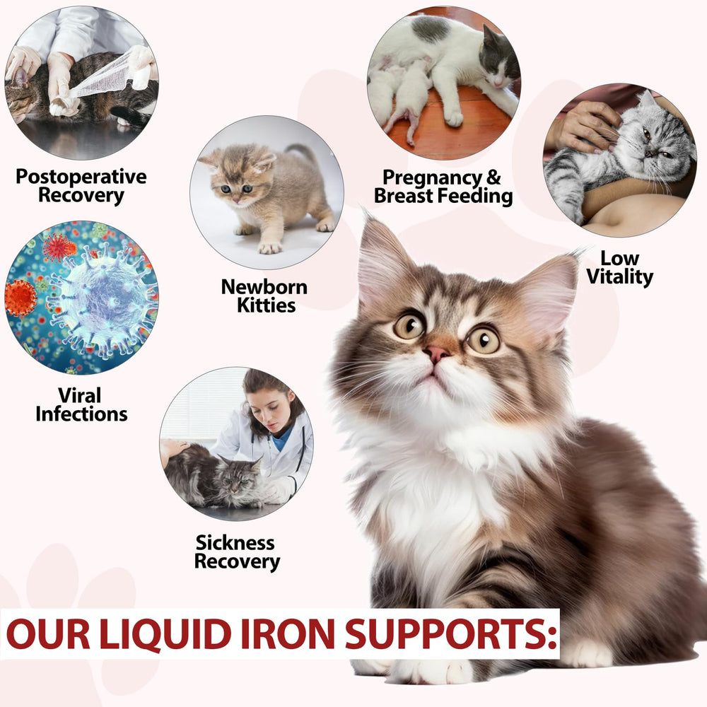 FSLHCY iron supplement for cats energy moments during playtime