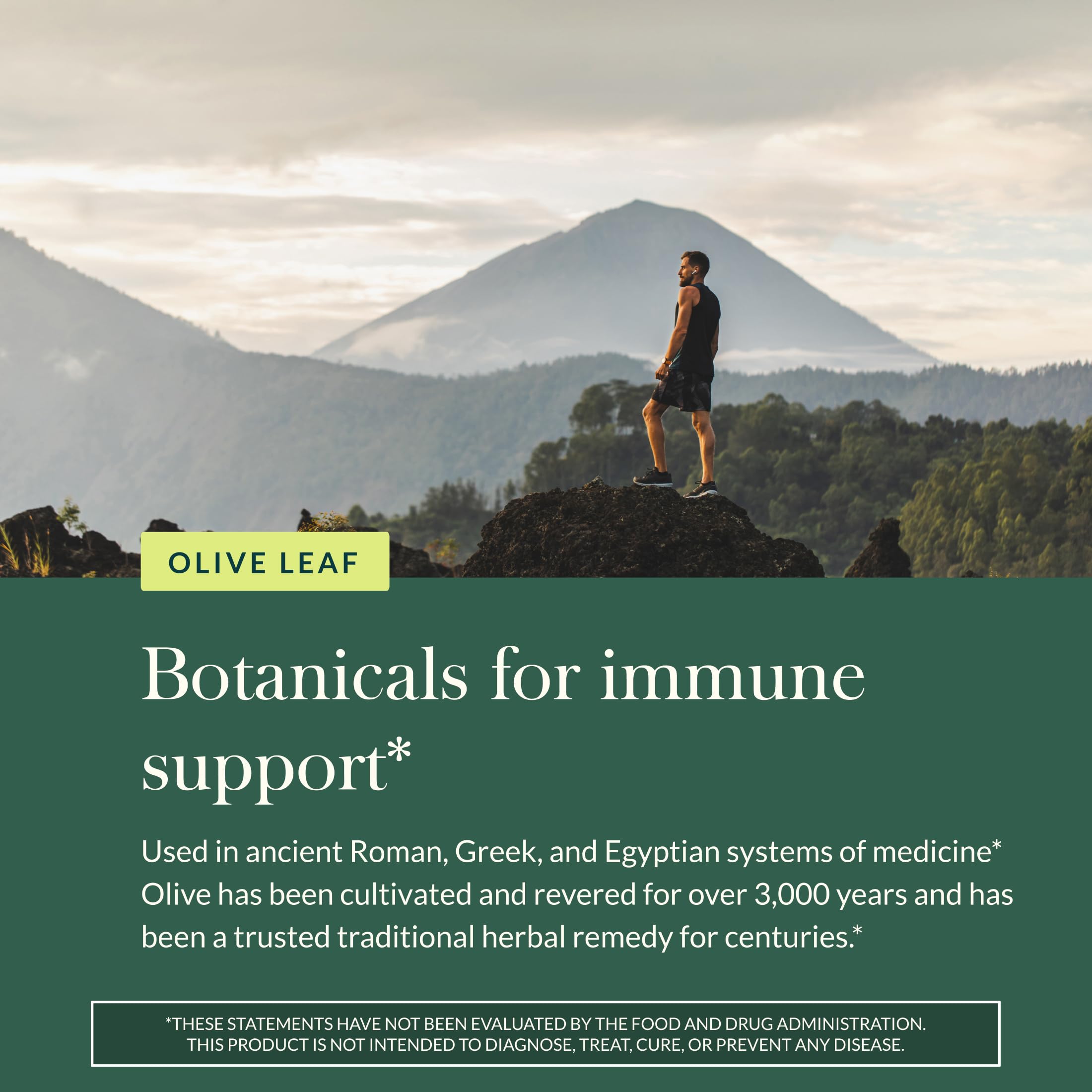 Gaia Herbs old olive trees in Spain highlight historic harvests.