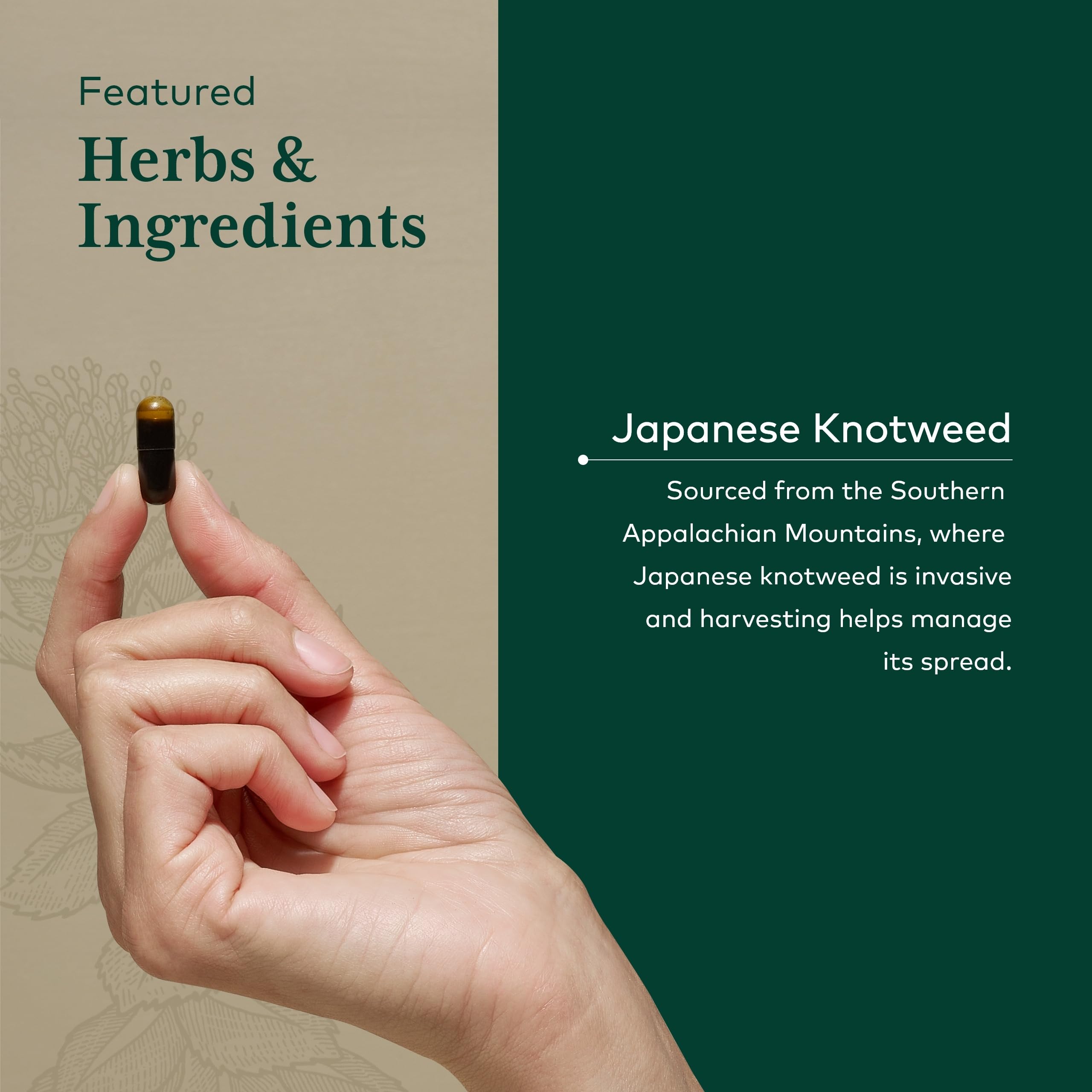 Gaia Herbs Pro Resveratrol 150 key ingredient Japanese knotweed highlighted